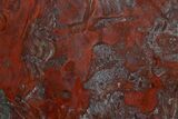 Polished Stromatolite (Collenia) Slab - Minnesota #311082-1